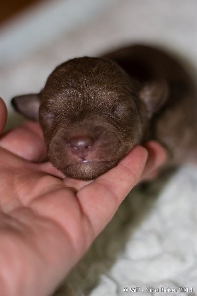 2014-02-09 Welpen Svet & Ruby-1626.jpg - Day 7